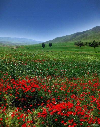 داوود حسینی اوسه که بچی بیدُم نادون بیدُم گولُم زدی