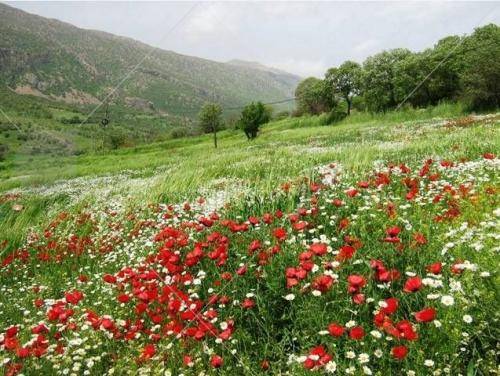شکر الله محمدی آی عزیزم مهس مهسه