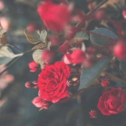  این تو بمیری از اون تو بمیریا نیست