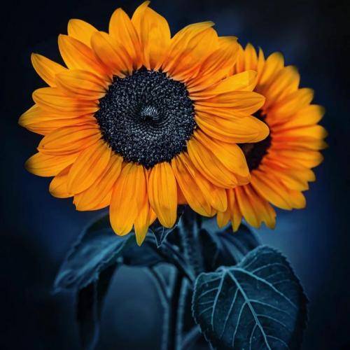 یاسر عزیزی کی چی مه عاشقتمه قد زمین آسمون