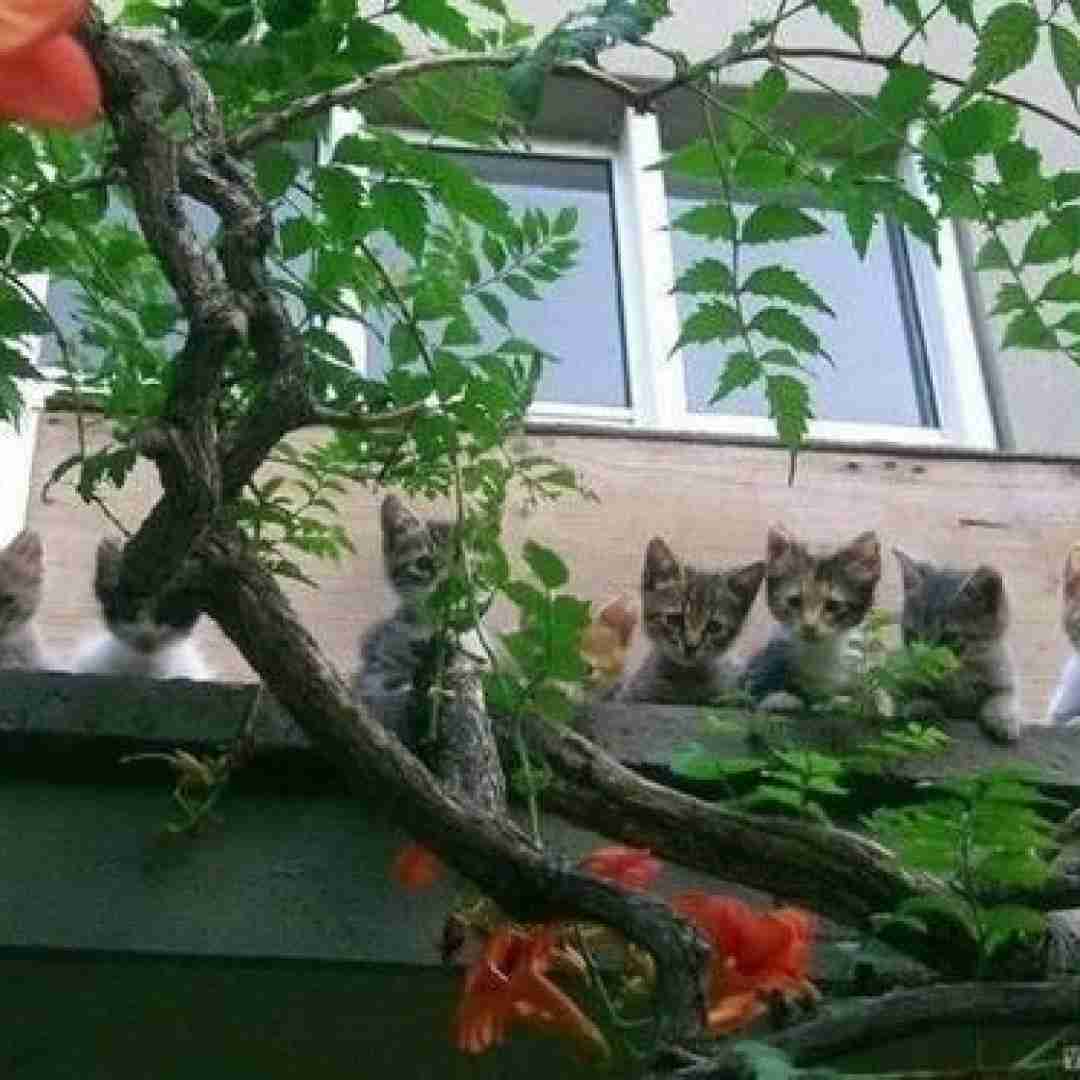 رفاقت ما مثال هر کتابه با صدای بچه
