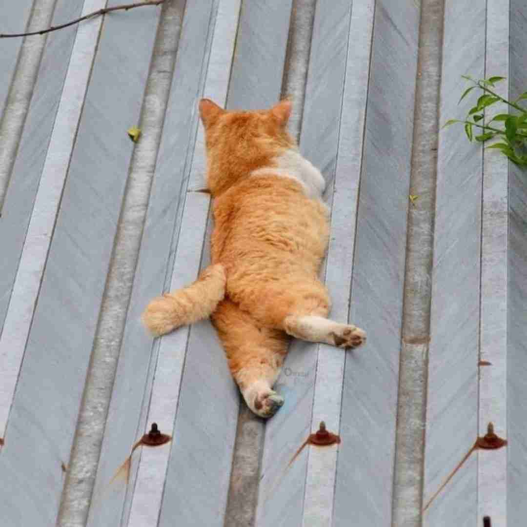  اون خنده های دوست داشتنیتو با صدای غول برره