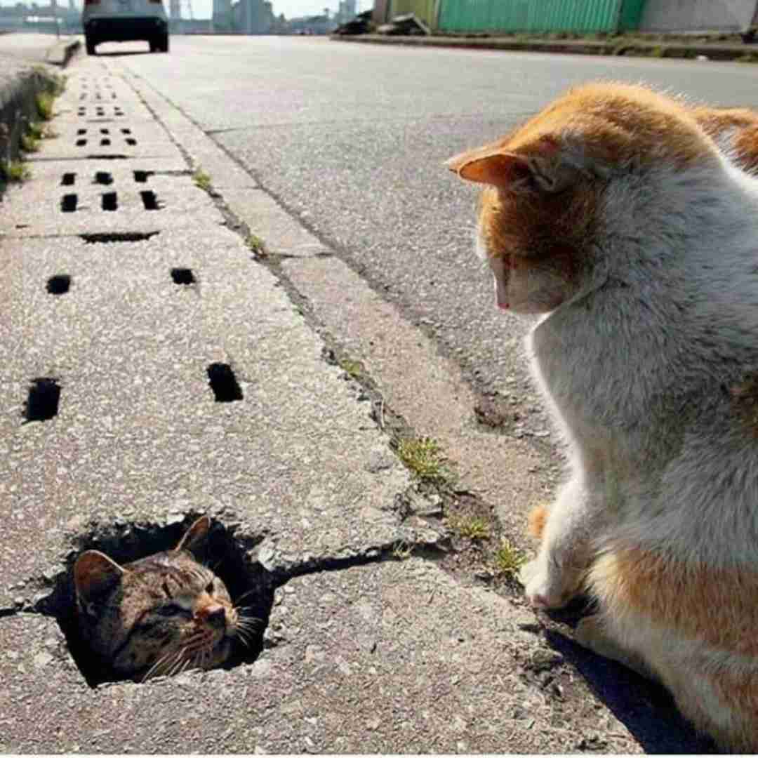 دلم لاله ی عاشق اهای بنفشه ی تر با صدای علی کسگم