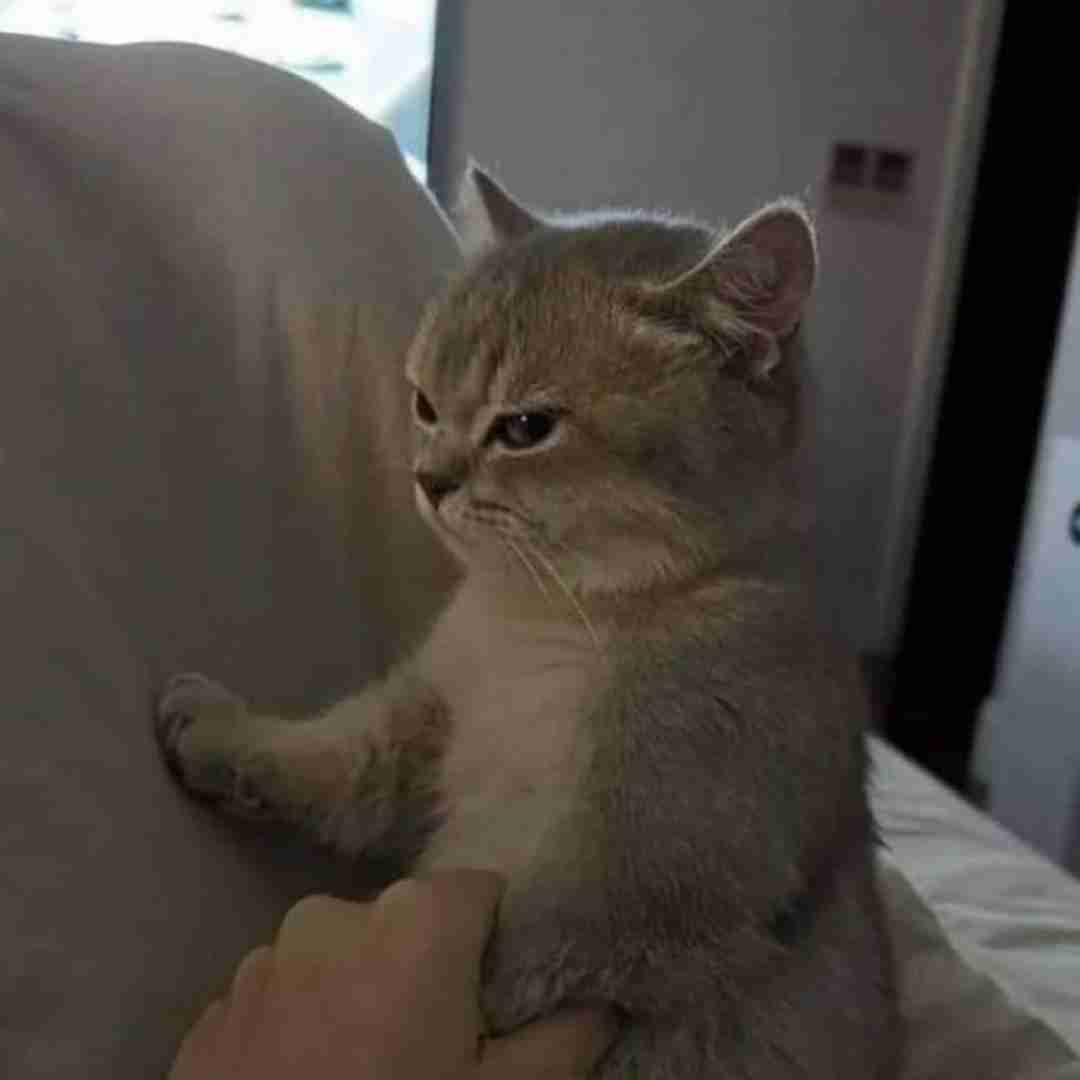  حبیبی هنو گنگ ندیدی با صدای شیر فرهاد