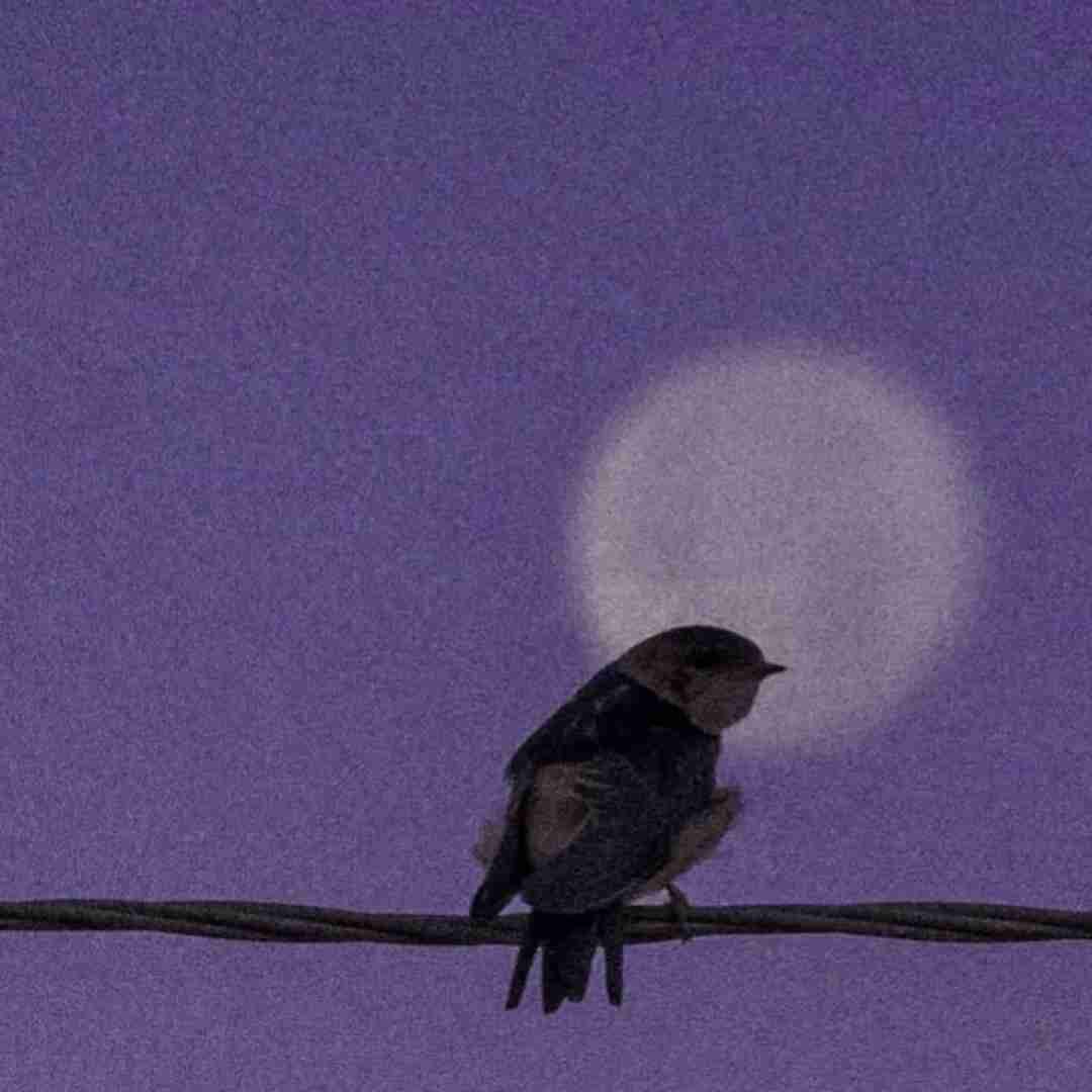  یکی برسه به دادم دلمو به یکی دادم با صدای باب اسفنجی