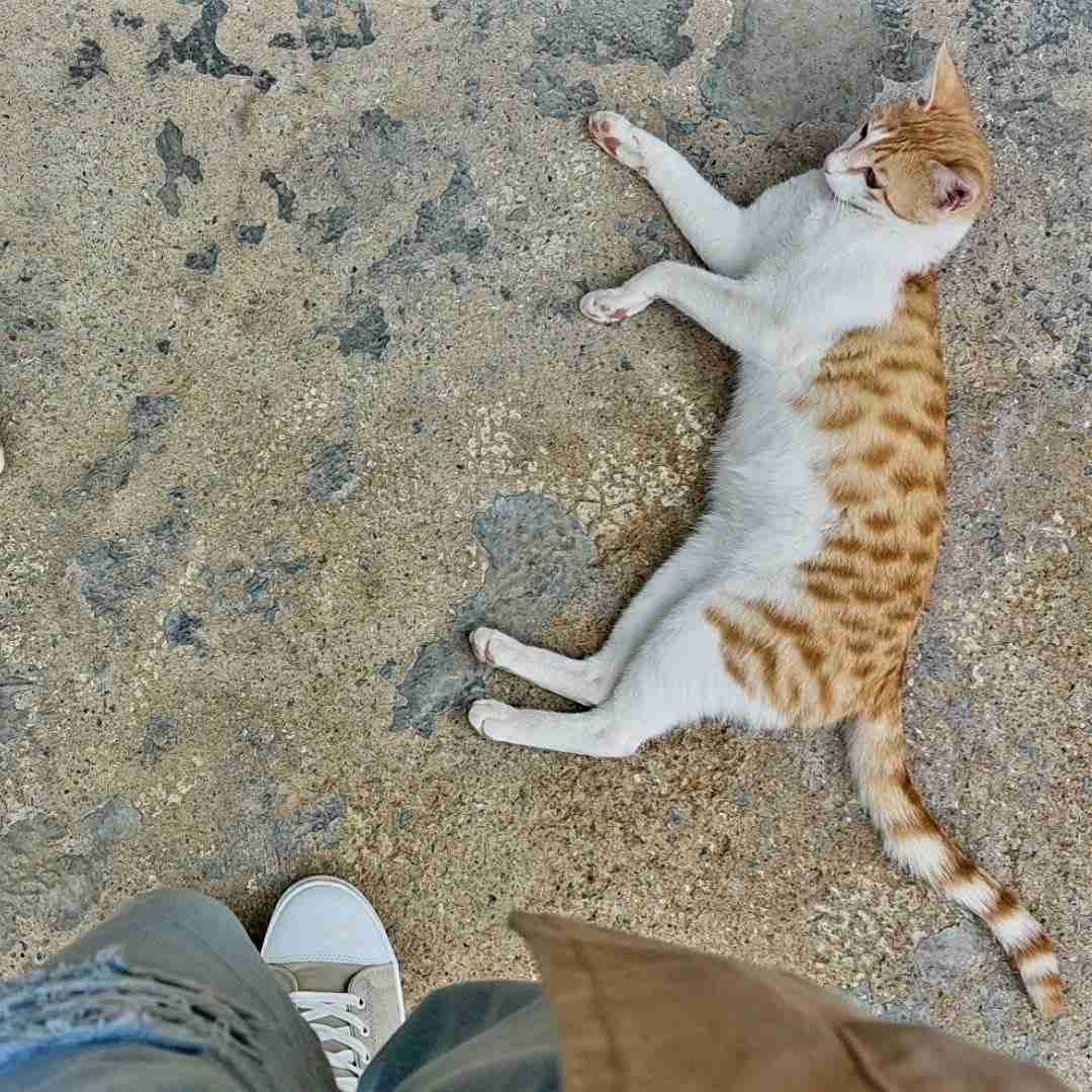  به ابروم خم میاد چشام میشه کج تر فشار میاره به لپم