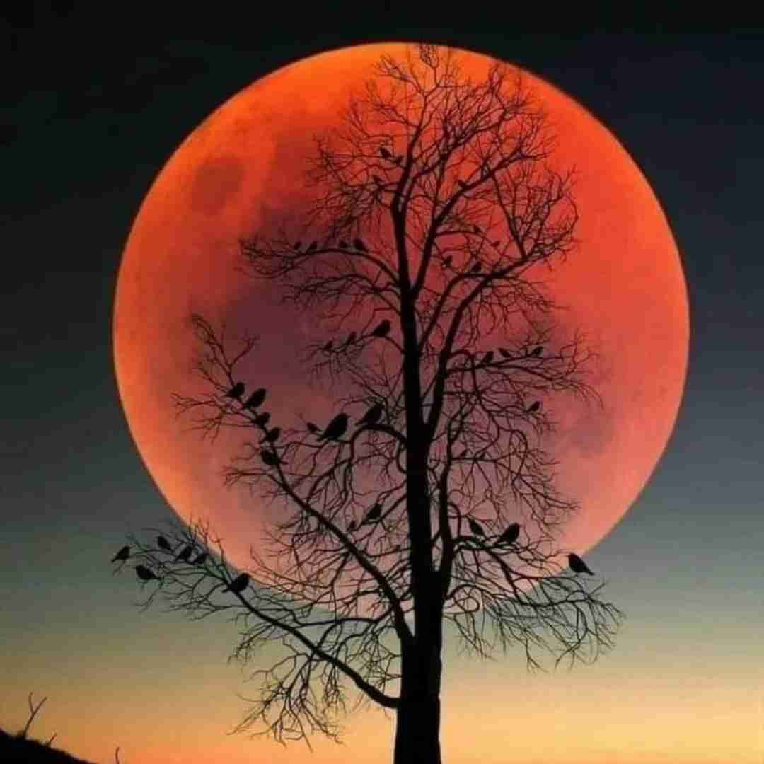  حبیبی هنو گنگ ندیدی استراتژیک مثل جنگ صلیبی