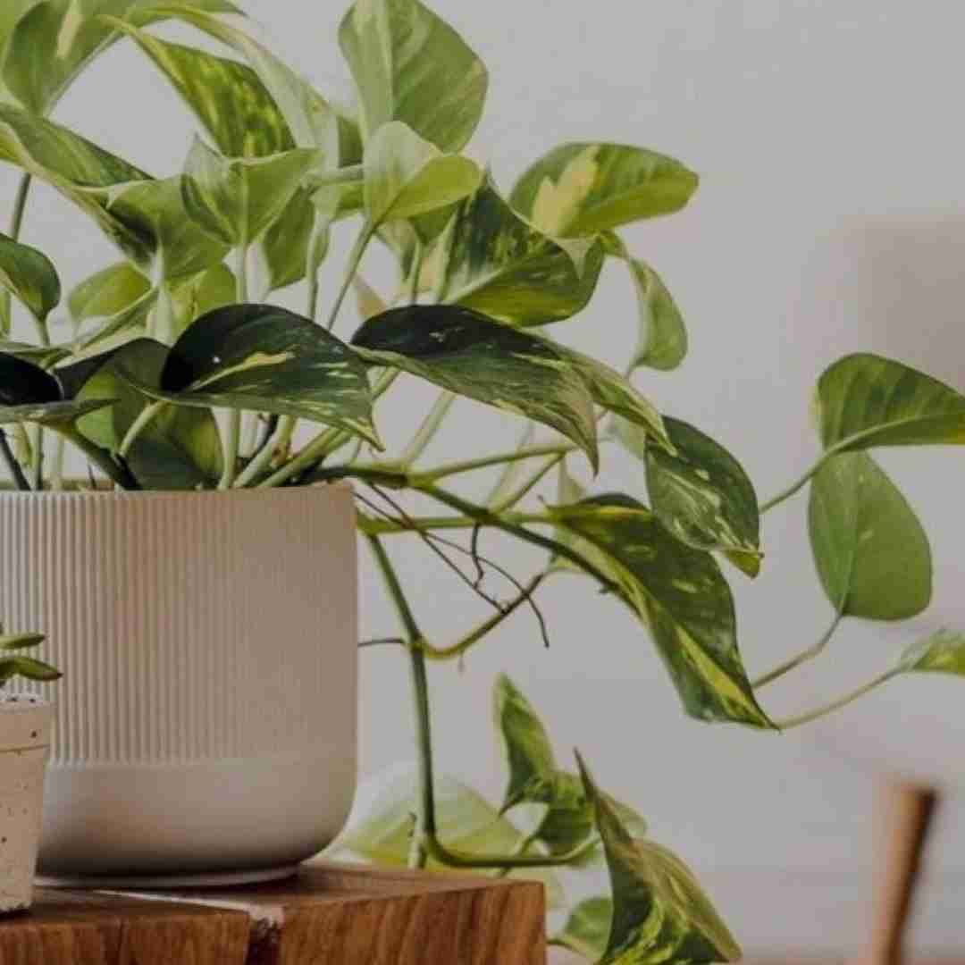  گولاخ آسون جماعت من دانیشیم نهایت با صدای باب اسفنجی