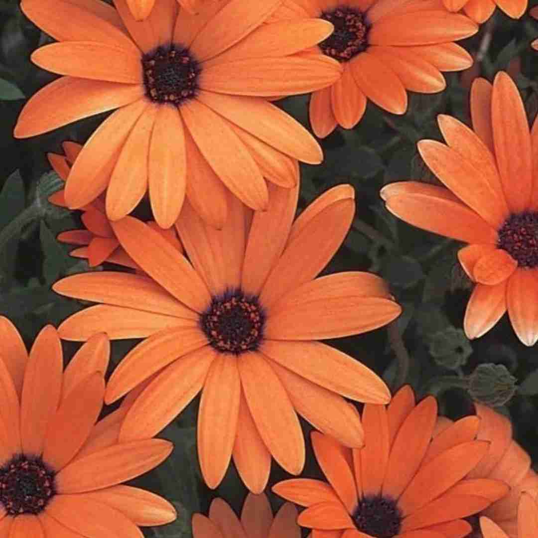 حواست پرتش حواسم هست بهت