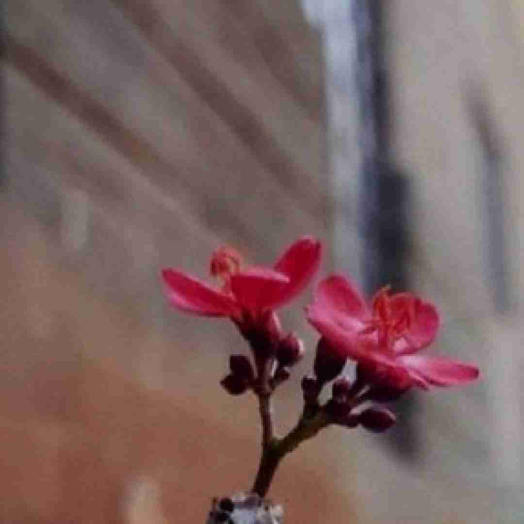  خارجی از صدات متفرم از قیافت متنفرم