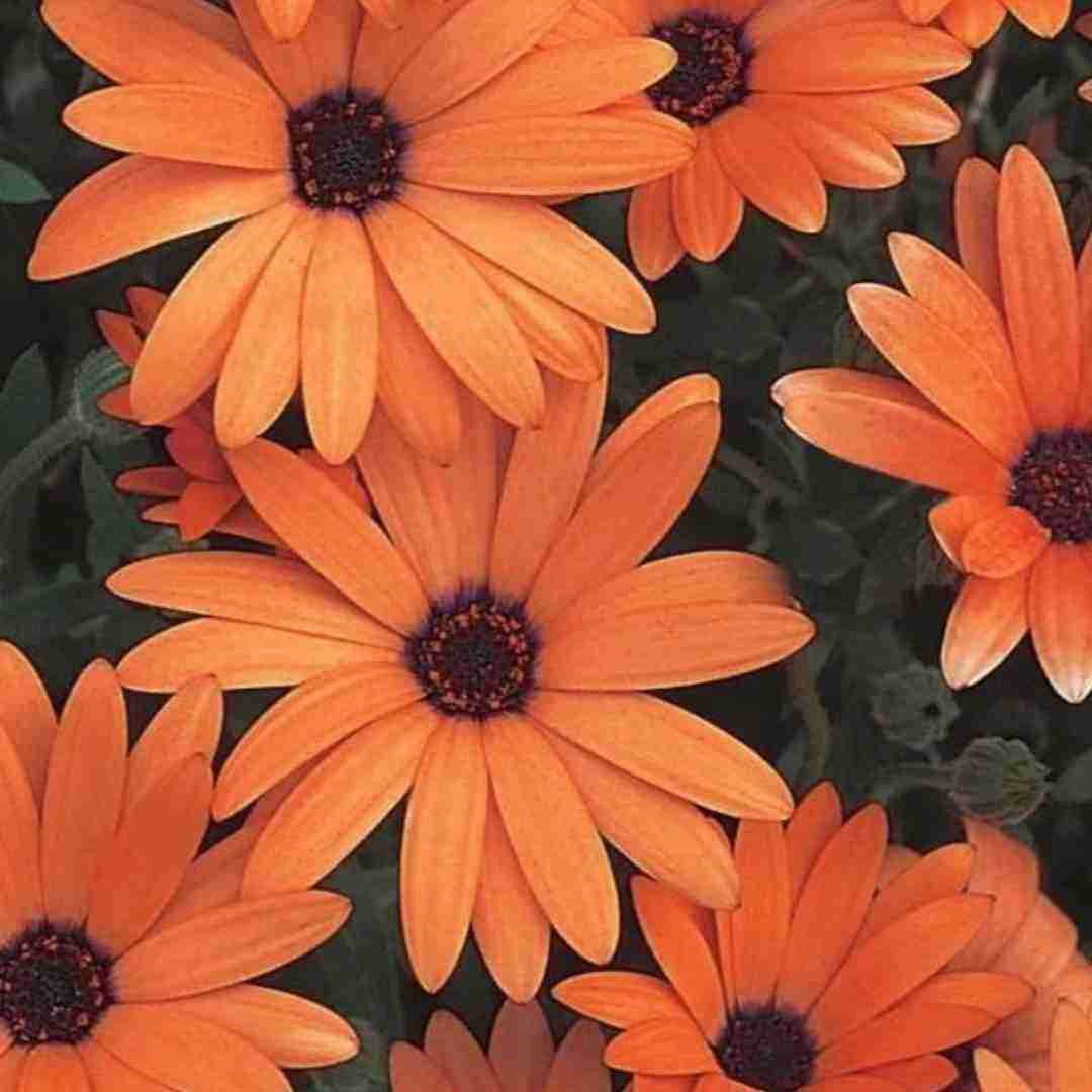  اگه کسی بت محل سگ نمیده چون بعد من - دیس پسر اینستایی
