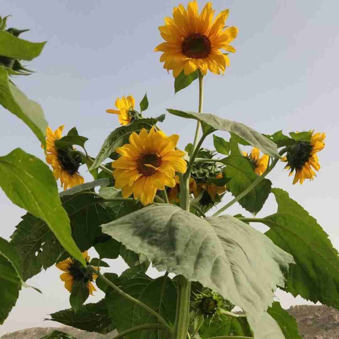  مگه چی داره آخه من ندارم قربونت برم همه دارو ندارم