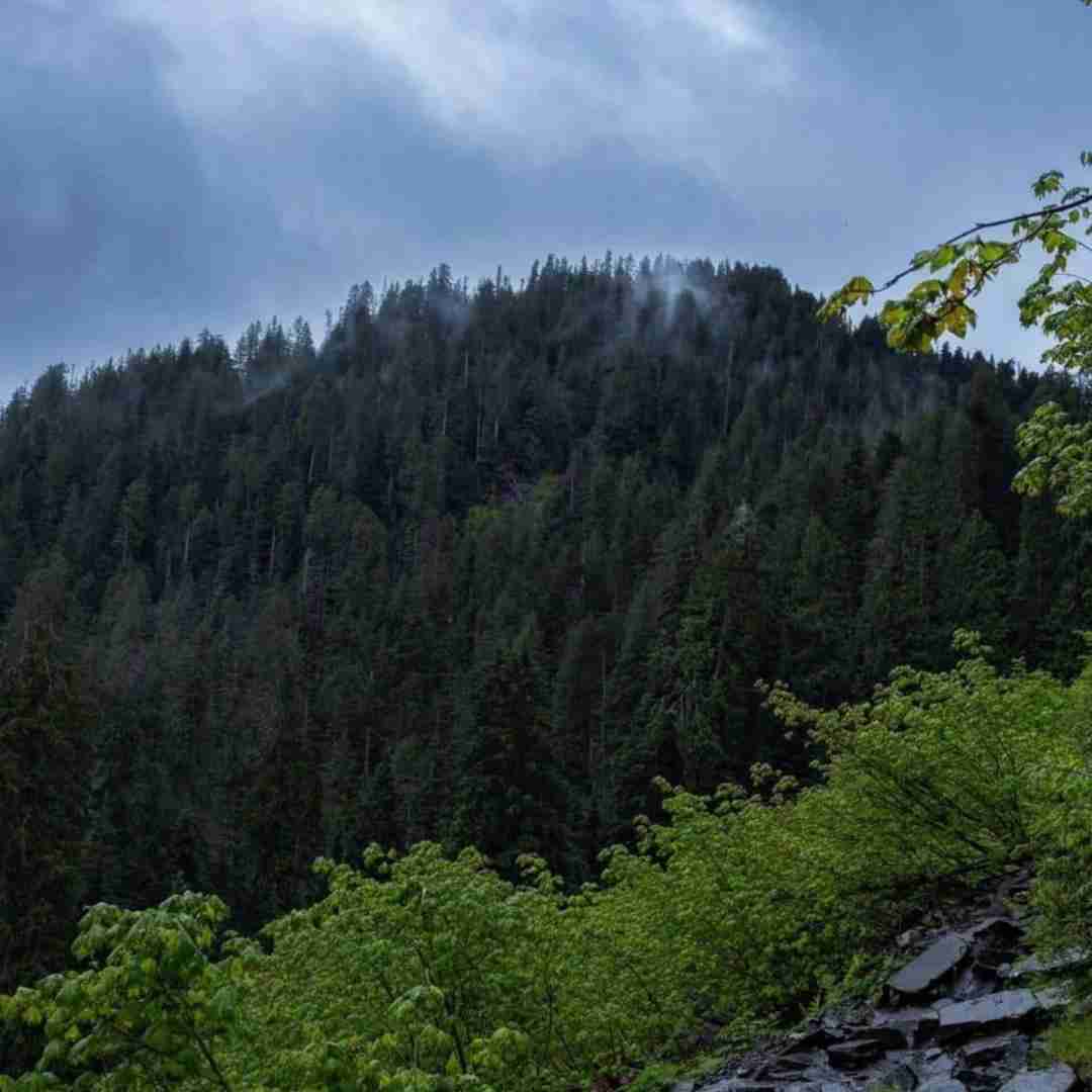  ای شاخه ی پر گل قشنگم اینستایی