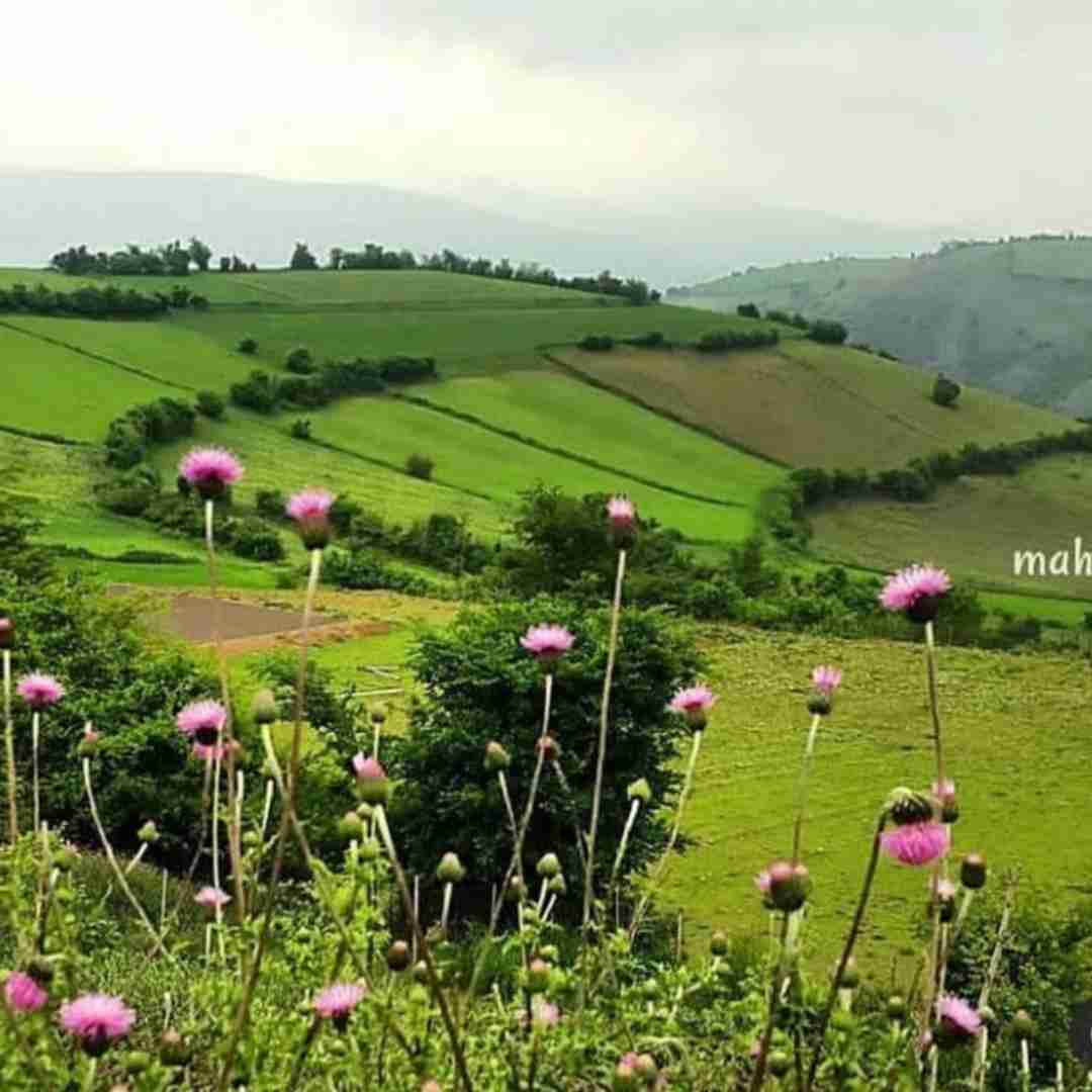  تق و تق هی زدم رو همستر زدم