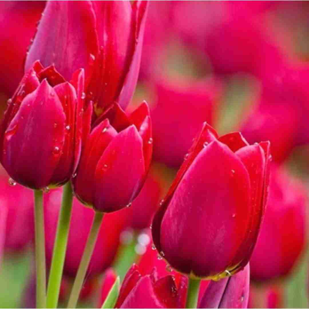  تموم‌ عشقا یک طرف تو یک طرف عزیزم هوش مصنوعی