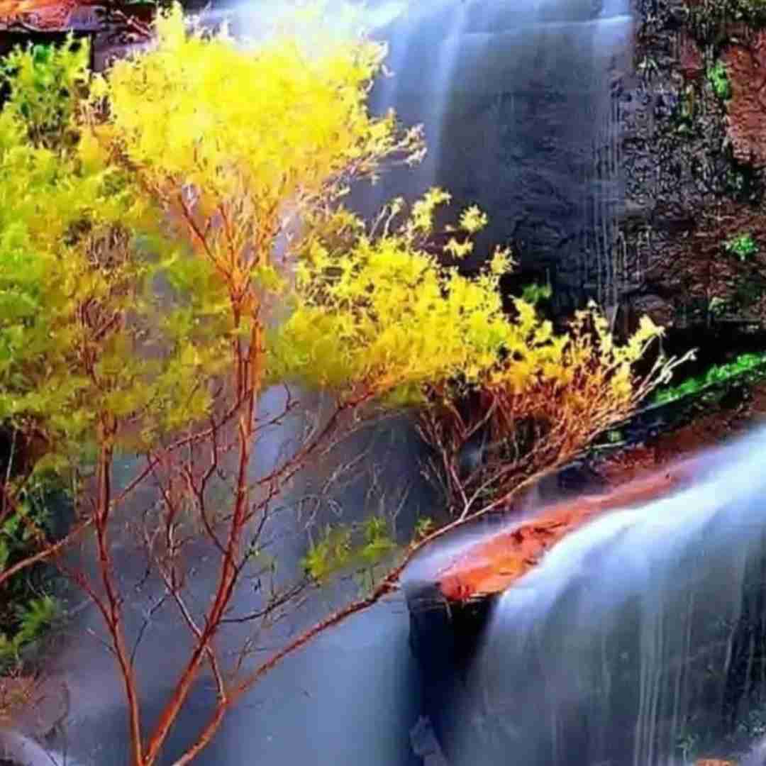  وحشی دوست داره صادی سوسمار