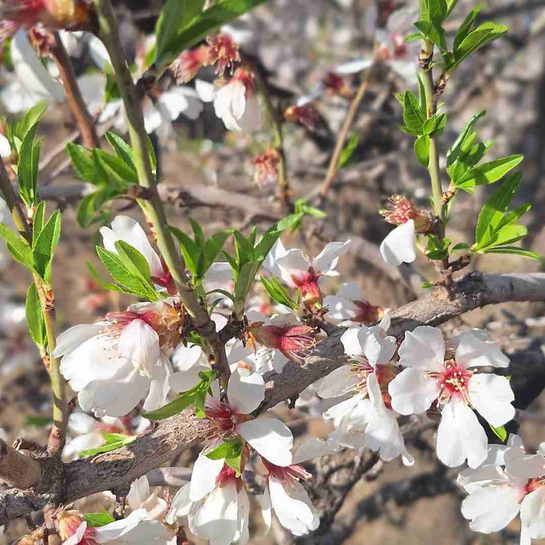  رفتیمان خواستگاری گفتن پرونده داری با صدای دختر