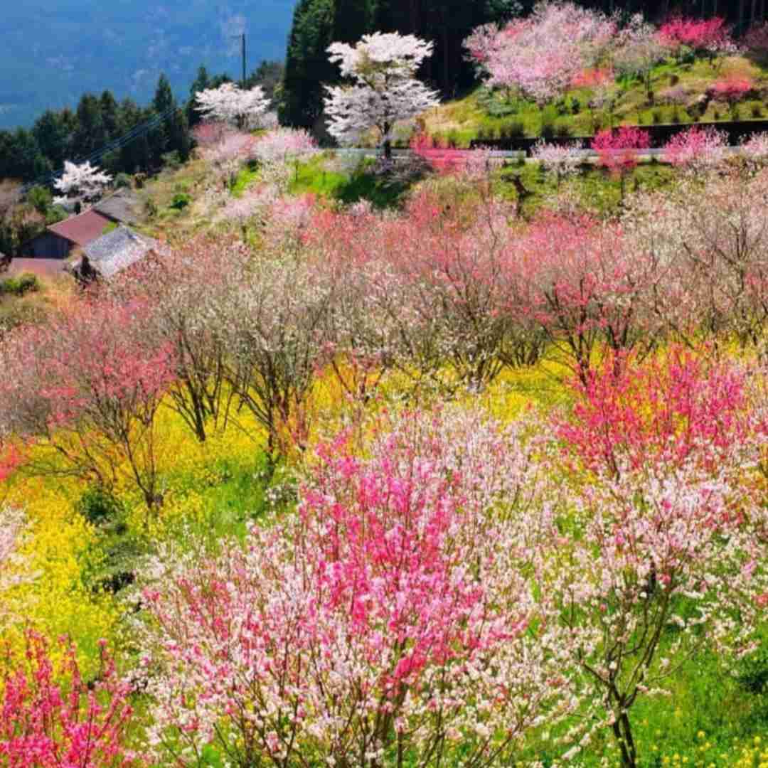  تنگه دلم واسه مهمونیا زخمه تنم بعد شیطونیا با صدای دختر