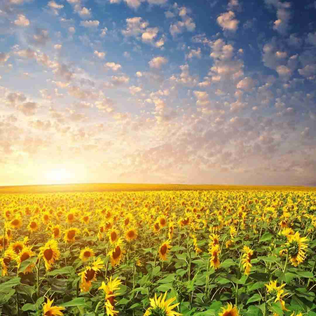 مخو سوراخ میکنه حفاری عوضی مغز منه