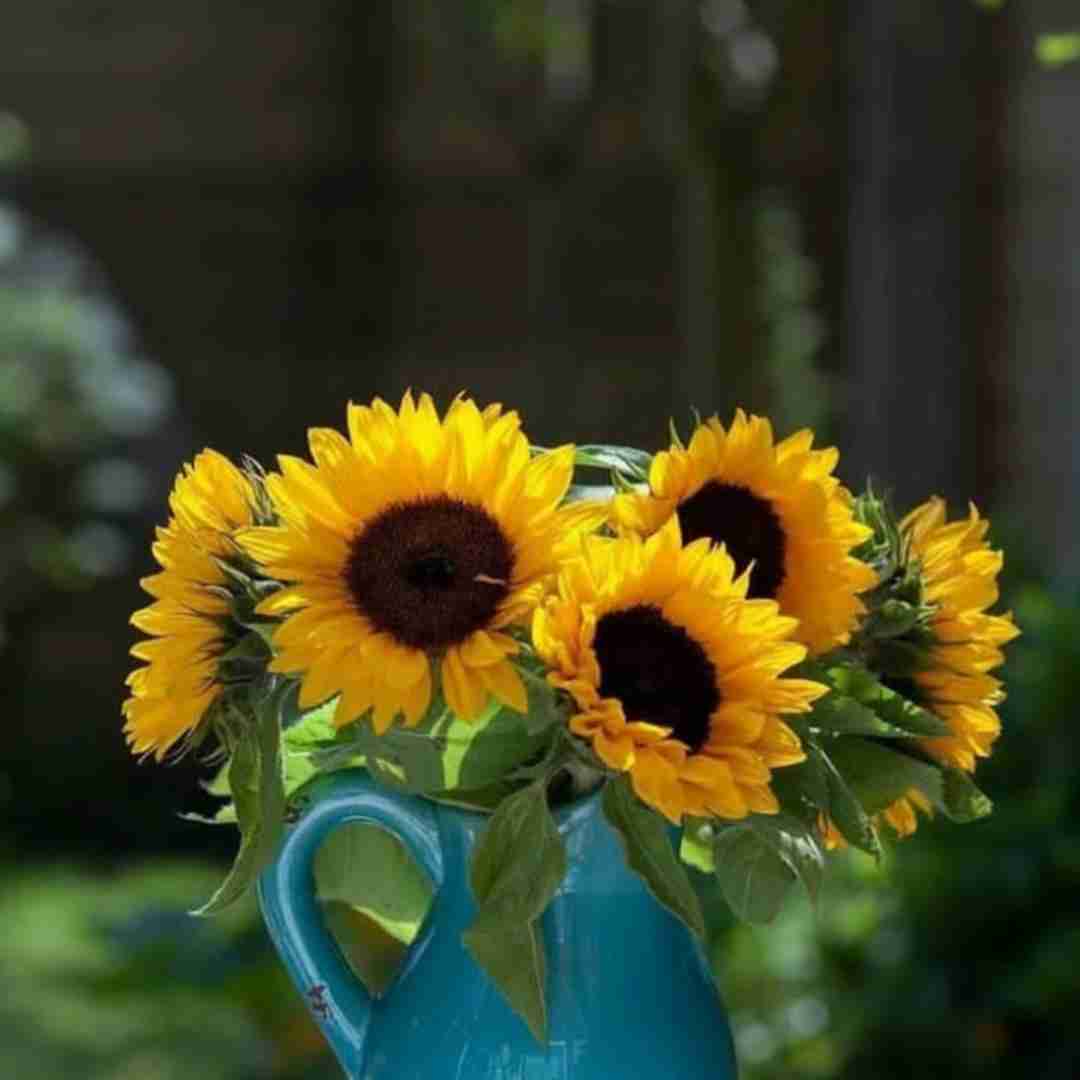  چه هوایی چه حالی نفس دوباره ی من هوش مصنوعی
