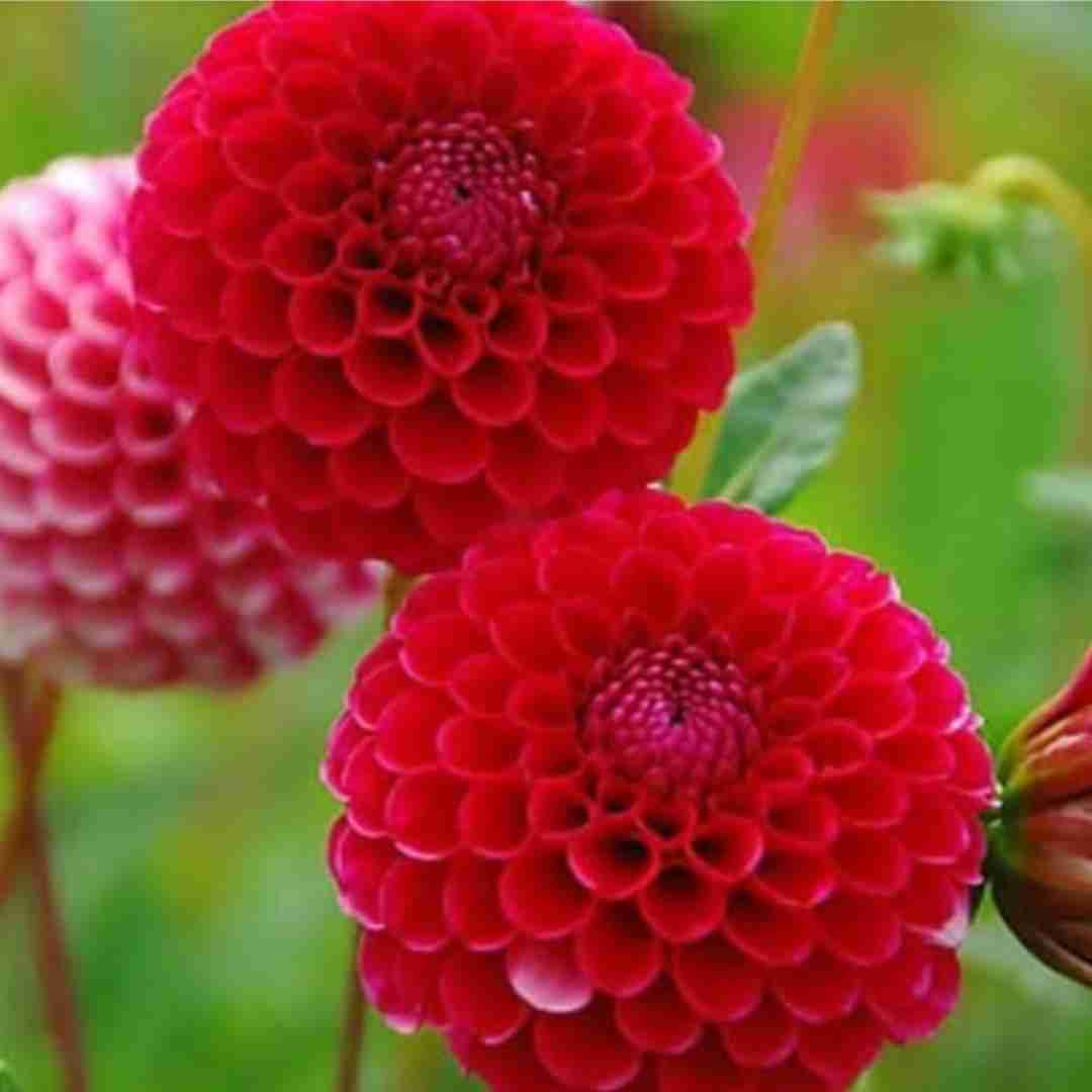 منو ماه میزنیم هنوزم حرف شبا