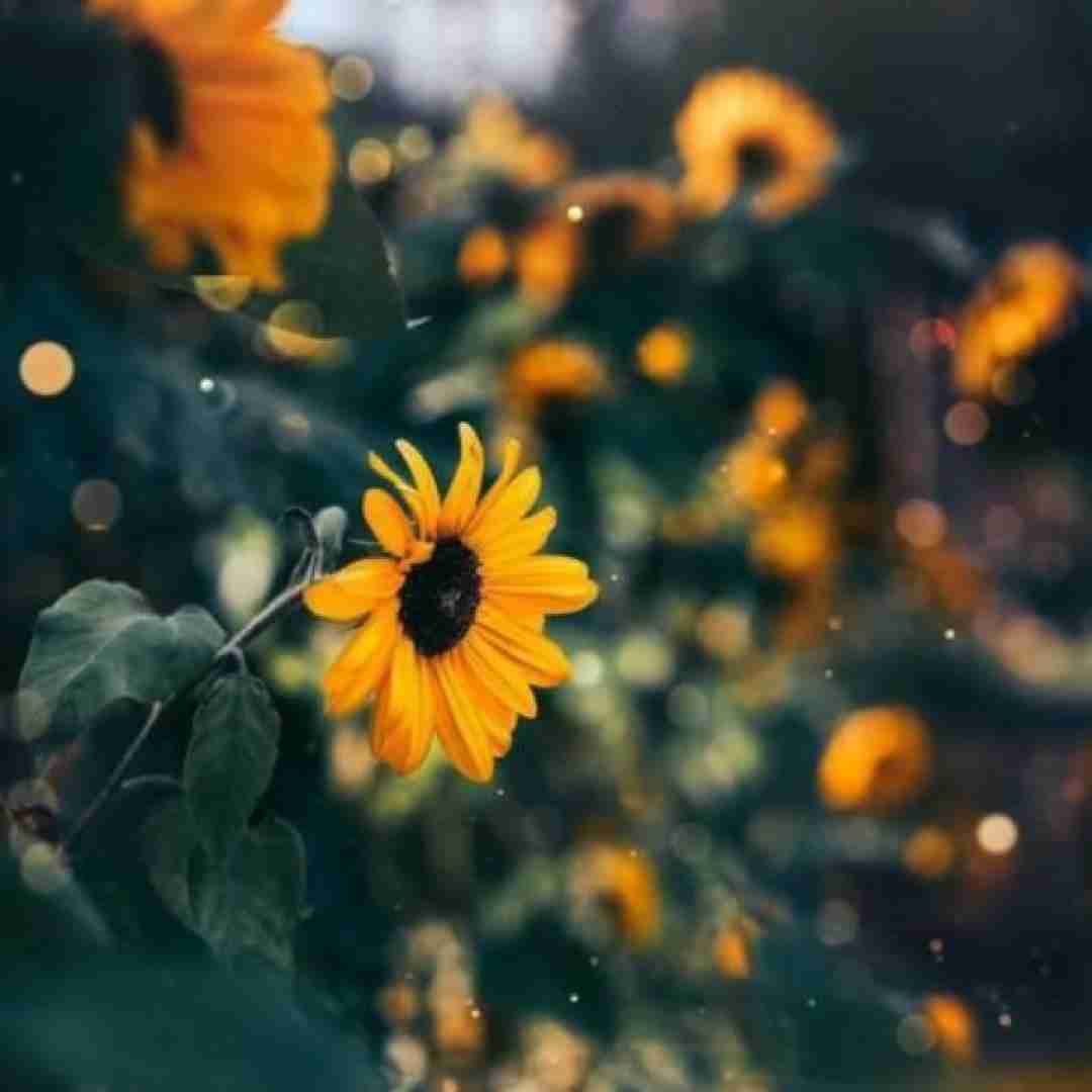  تو دستم یه رولی گلده هودادکا اورجین کپی افته