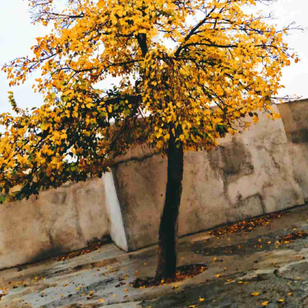 وای چه خوبه چه خوبه حالمون