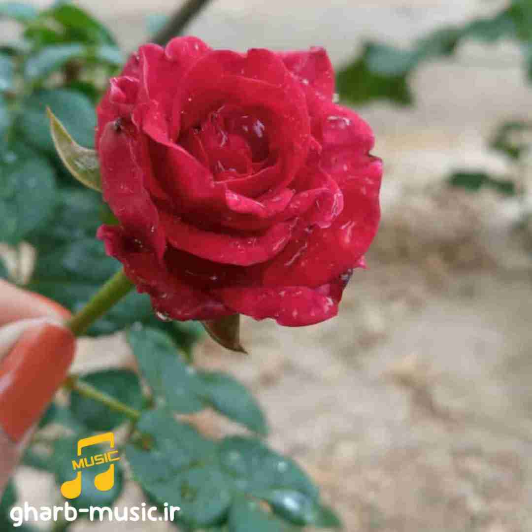  پرده بالا رفت و دیدم هست و نیست