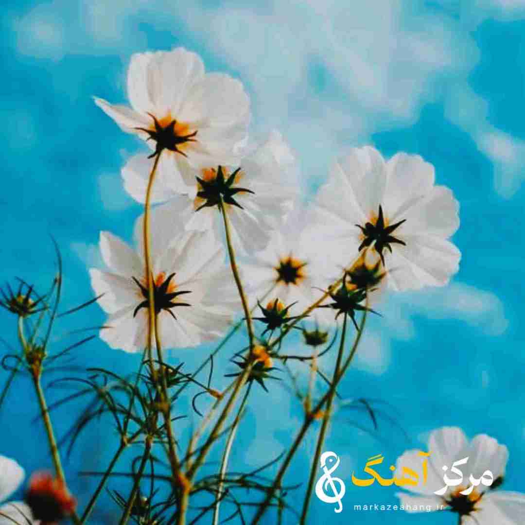  بیلیرسن کی سنن آیری قالا بیلمرم اینستا