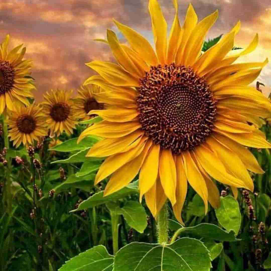  اصلا چشم برنمیداری از روم کیوت ترینی وقتی میشی مظلوم