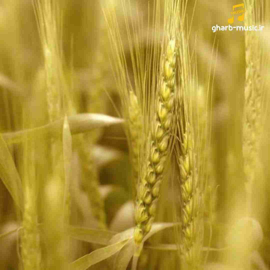  تو اونجا و من اینجا امان از درد دوری