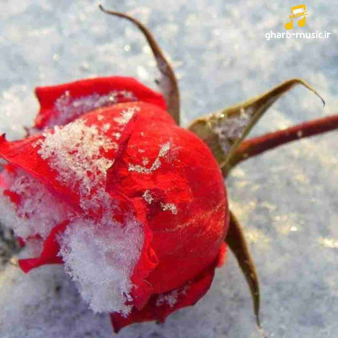 یک گنج طلا هدیه آوردم