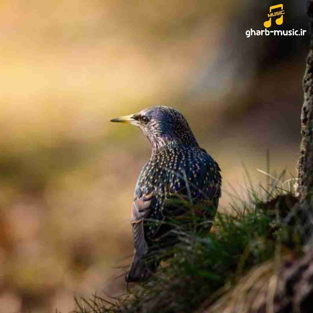  تو ندیدی چه غریبه جزیره