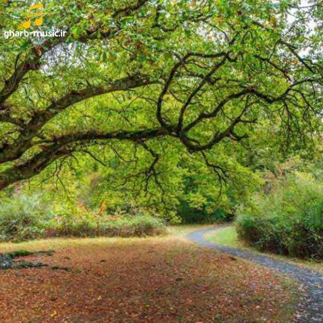 من تو عمرم اینجوری احساس تنهایی نکرده بودم