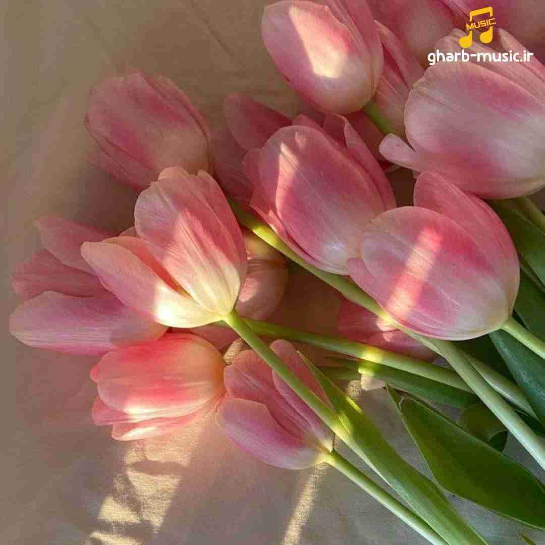  کج بیا بده قر قر قر