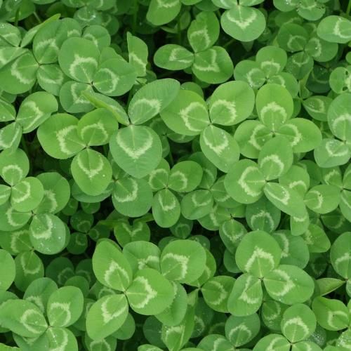 ندید مارو خدا انگار مگه نگفتی خودتو به خدا بسپار