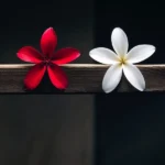 دانلود ریمیکس جدید یکم جدا باشیم خوبه برا هم تو پیشت یکی دیگس