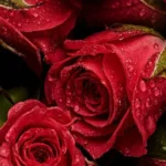 ای دختر قلب منه هیچوقت براش بد نبین (ترند اینستا) ای دختر قلب منه هیچوقت براش بد نبین (ترند اینستا)
