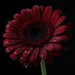 دانلود آهنگ جدید آه یار از ابرو گوندش
