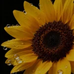 دانلود آهنگ جدید اوه نه نه نه دلم و برده پسره من قفلم روی