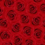 دانلود آهنگ جدید هی راستی چه خبر حال میده این شبا دور دور